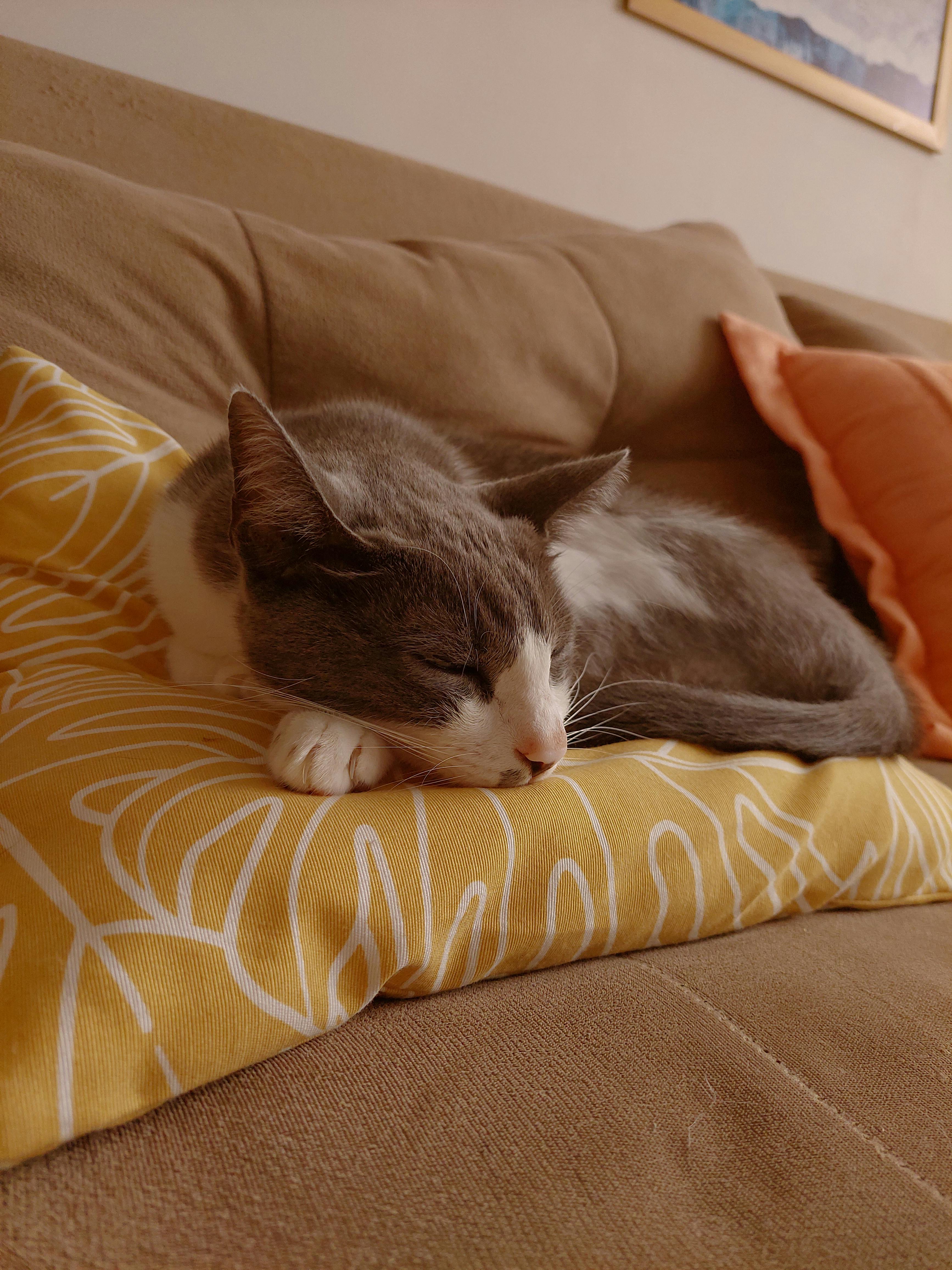 Easy-Going Sofa Slipcover